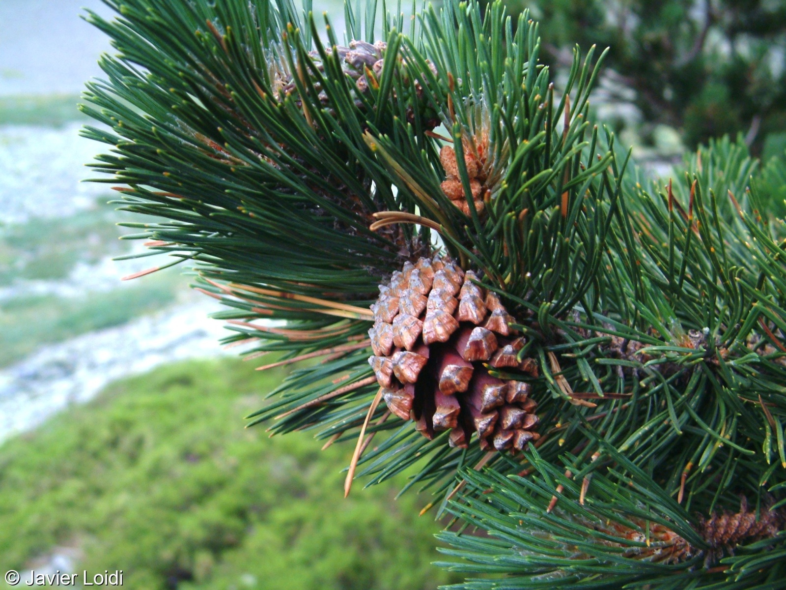 Pinus uncinata – borovice zobanitá, b. pyrenejská