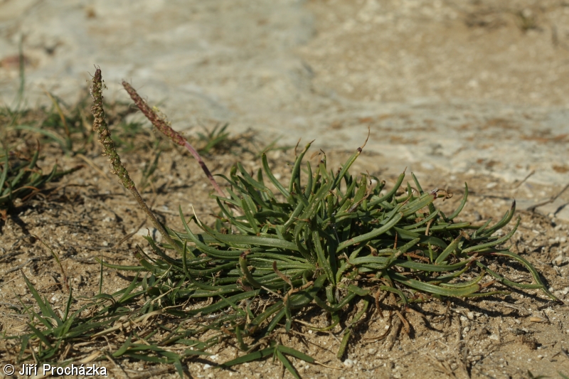 Plantago maritima subsp. ciliata – jitrocel přímořský brvitý