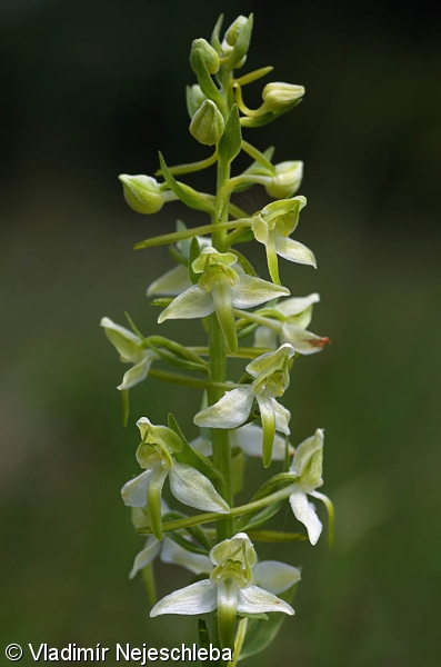 Platanthera chlorantha – vemeník zelenavý