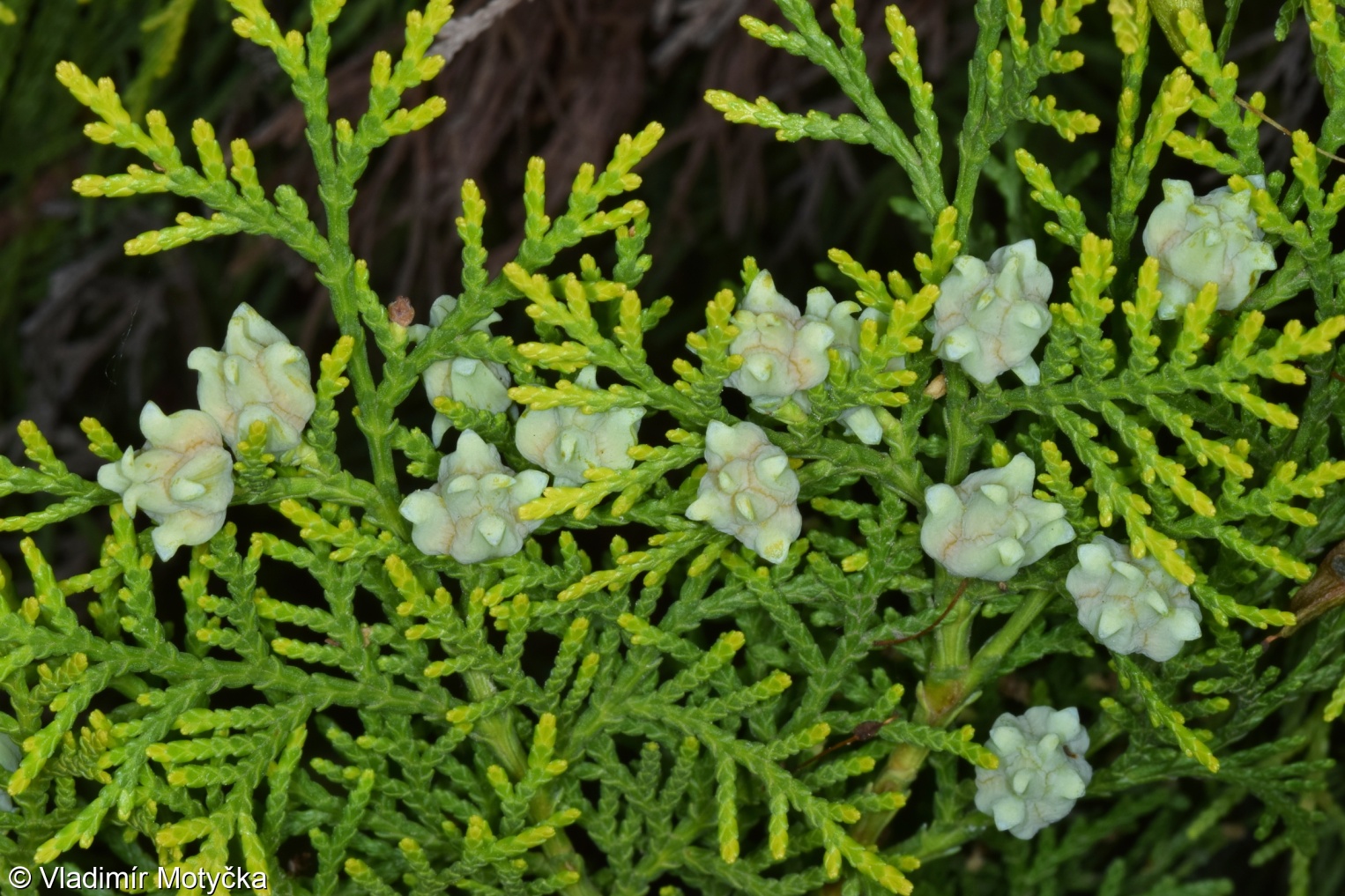 Platycladus orientalis – zeravec východní