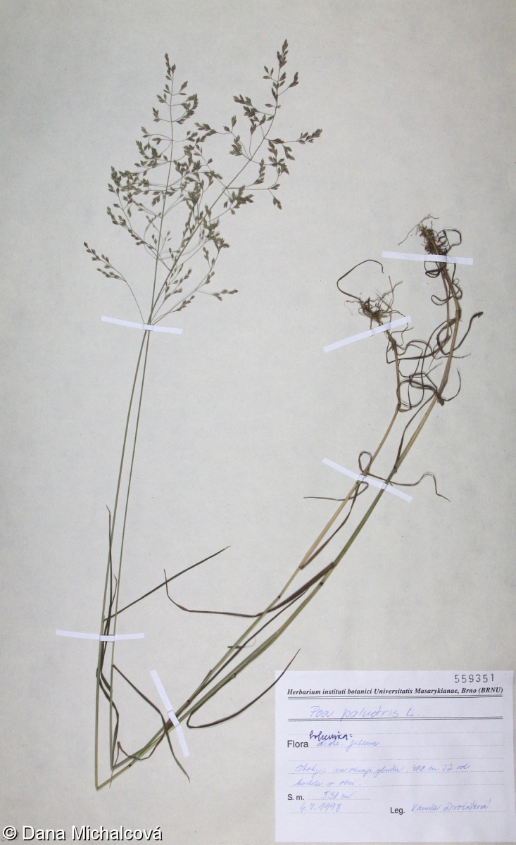Poa palustris – lipnice bahenní