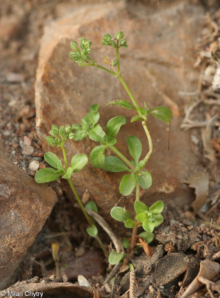 Polycarpon tetraphyllum – kýlatka čtyřlistá