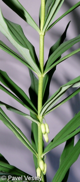 Polygonatum verticillatum – kokořík přeslenitý