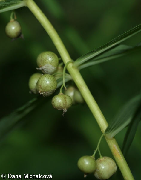 Polygonatum verticillatum – kokořík přeslenitý