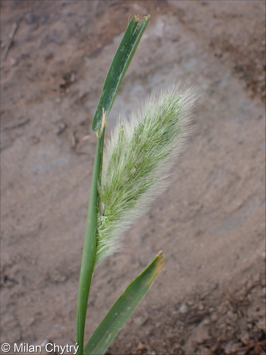 Polypogon monspeliensis &ndash; vousec středomořský
