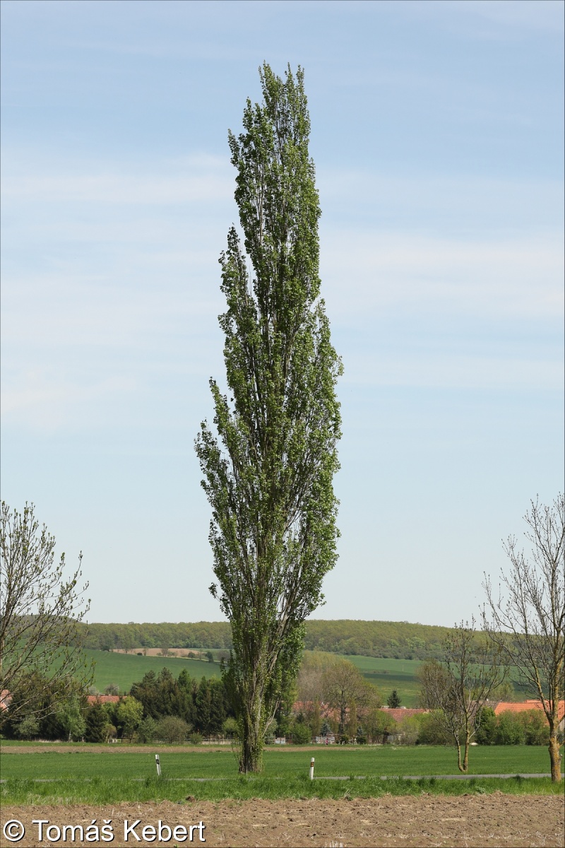 Populus nigra ‘Italica’ – topol černý ‘Italica’