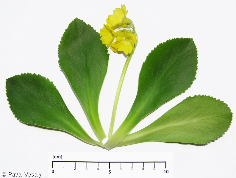 Primula auricula – prvosenka lysá