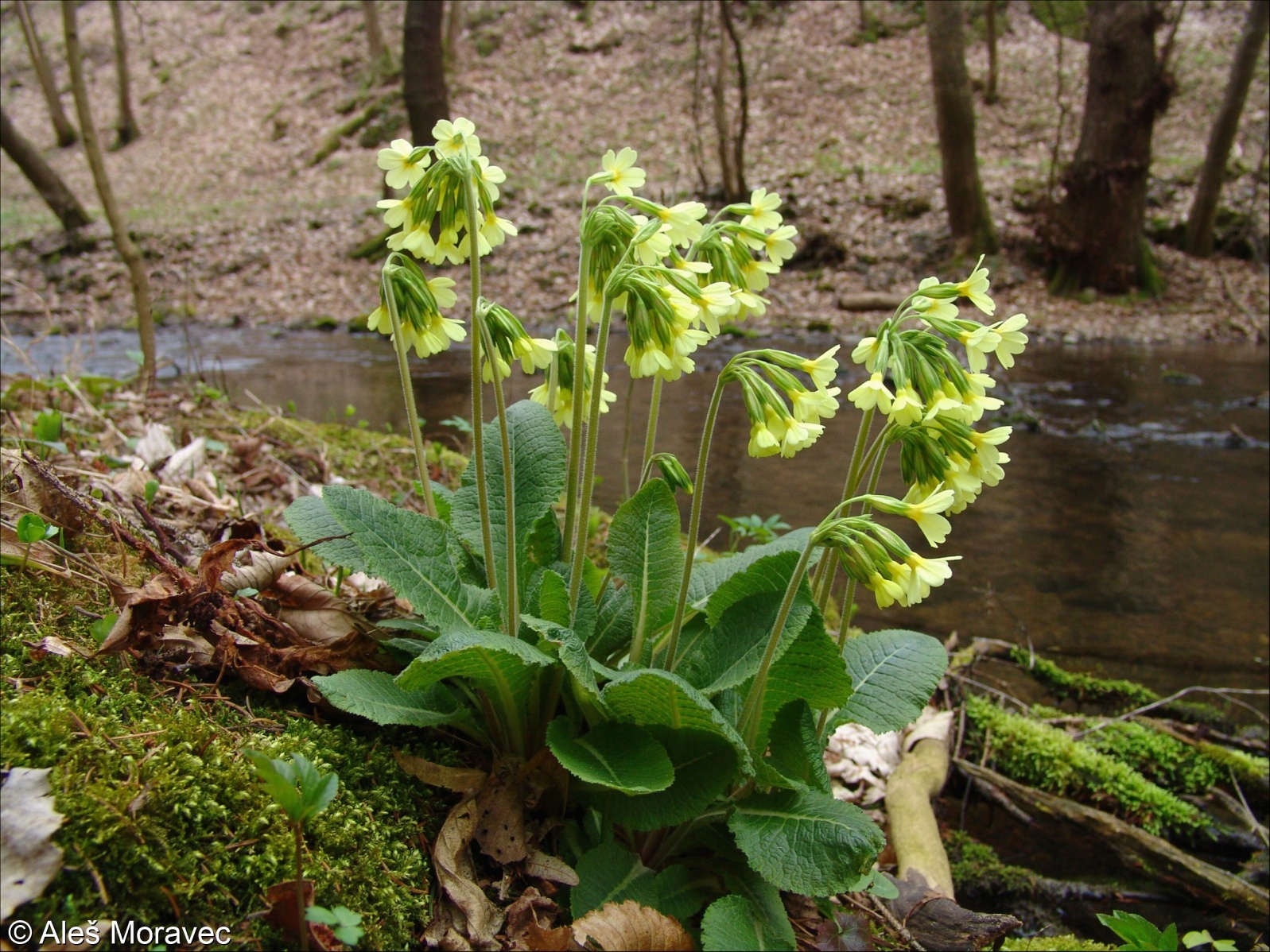 Primula elatior subsp. elatior – prvosenka vyšší pravá