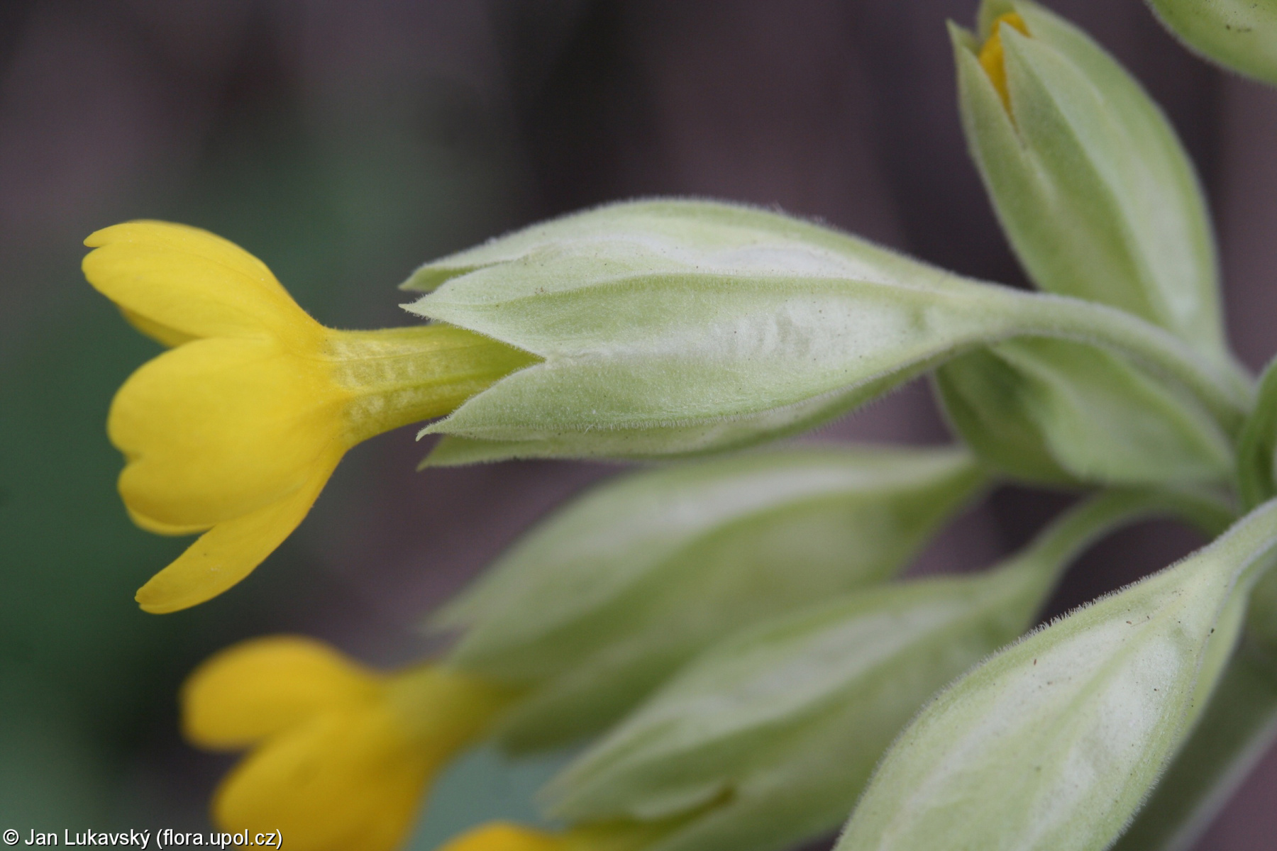 Primula veris subsp. canescens – prvosenka jarní šedavá