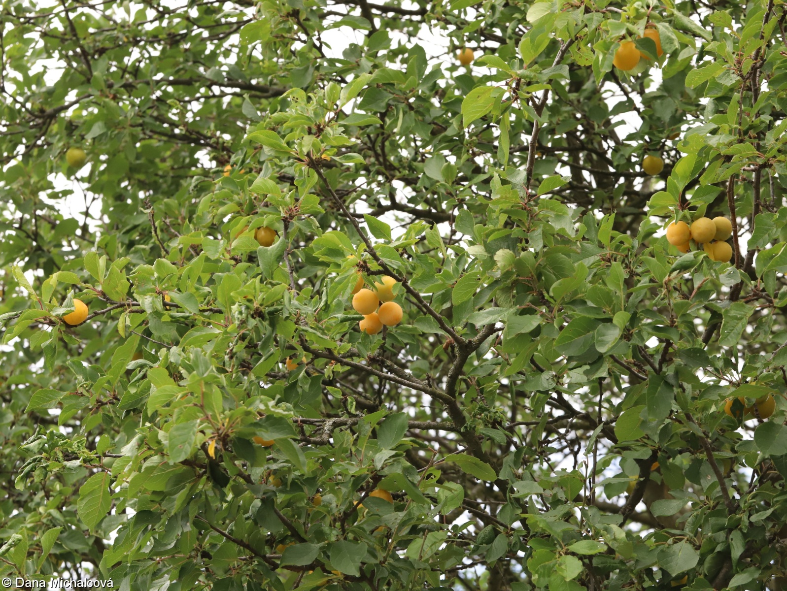 Prunus insititia – slivoň obecná, slíva