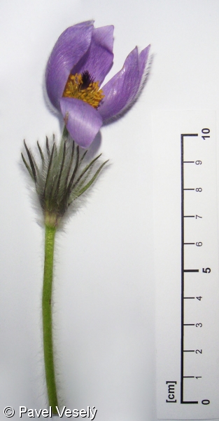 Pulsatilla grandis subsp. grandis – koniklec velkokvětý pravý