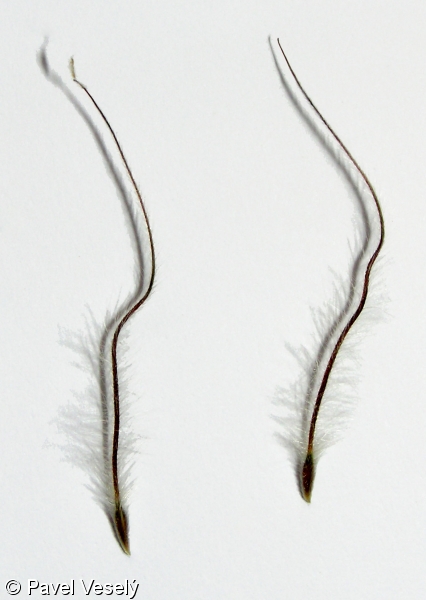 Pulsatilla grandis subsp. grandis – koniklec velkokvětý pravý