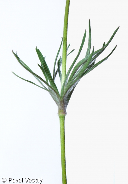 Pulsatilla pratensis subsp. bohemica – koniklec luční český