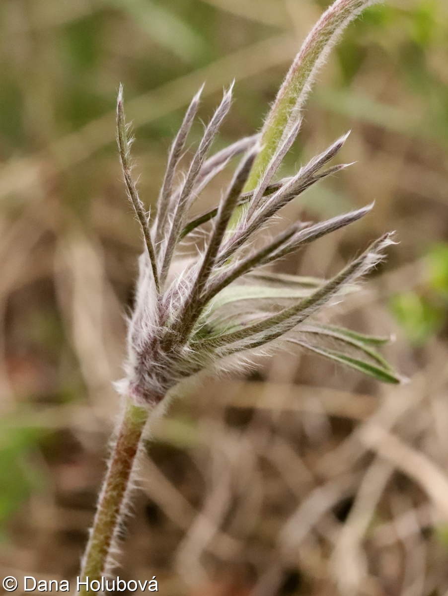 Pulsatilla pratensis subsp. bohemica – koniklec luční český