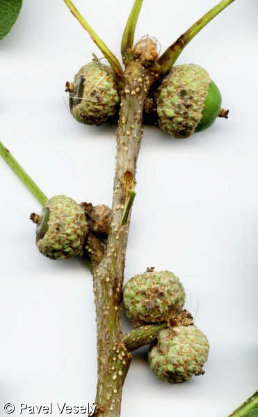Quercus petraea – dub zimní (drnák)