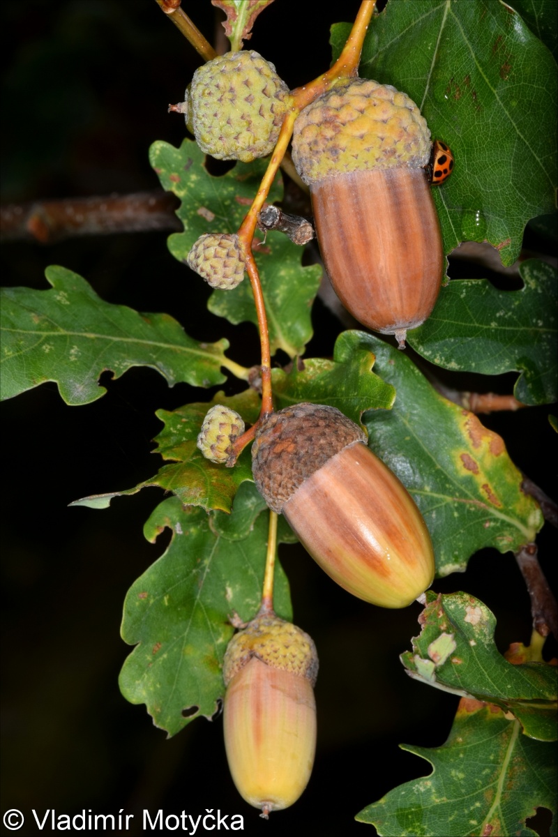 Quercus robur &ndash; dub letní (křemelák)