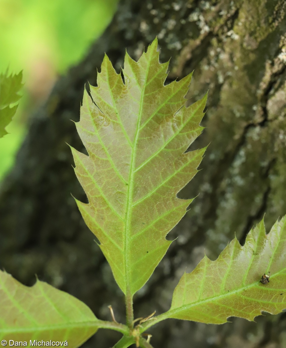 Quercus rubra – dub červený