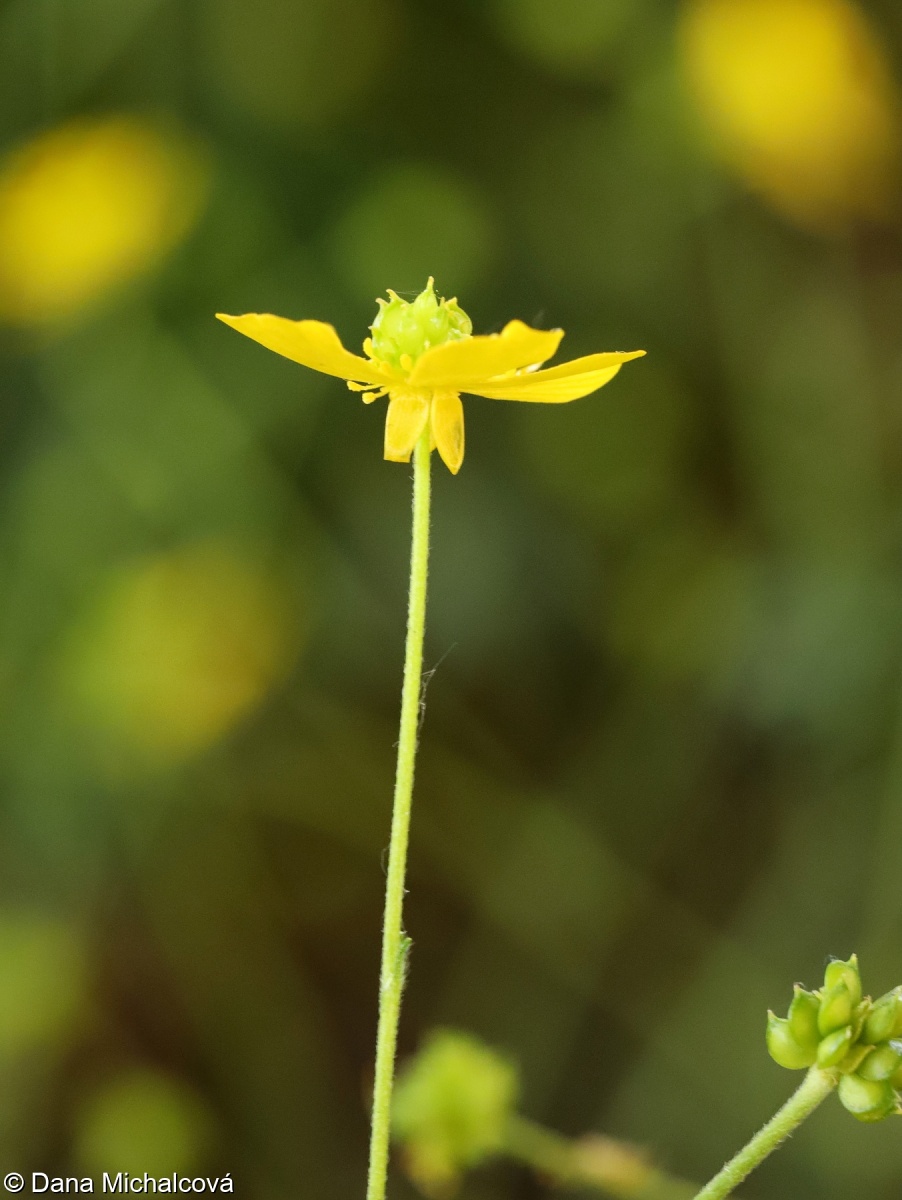 Ranunculus acris – pryskyřník prudký