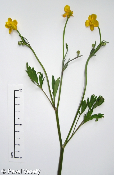 Ranunculus repens – pryskyřník plazivý