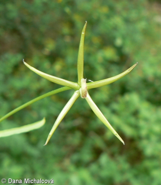 Rhagadiolus stellatus – kosatka hvězdovitá