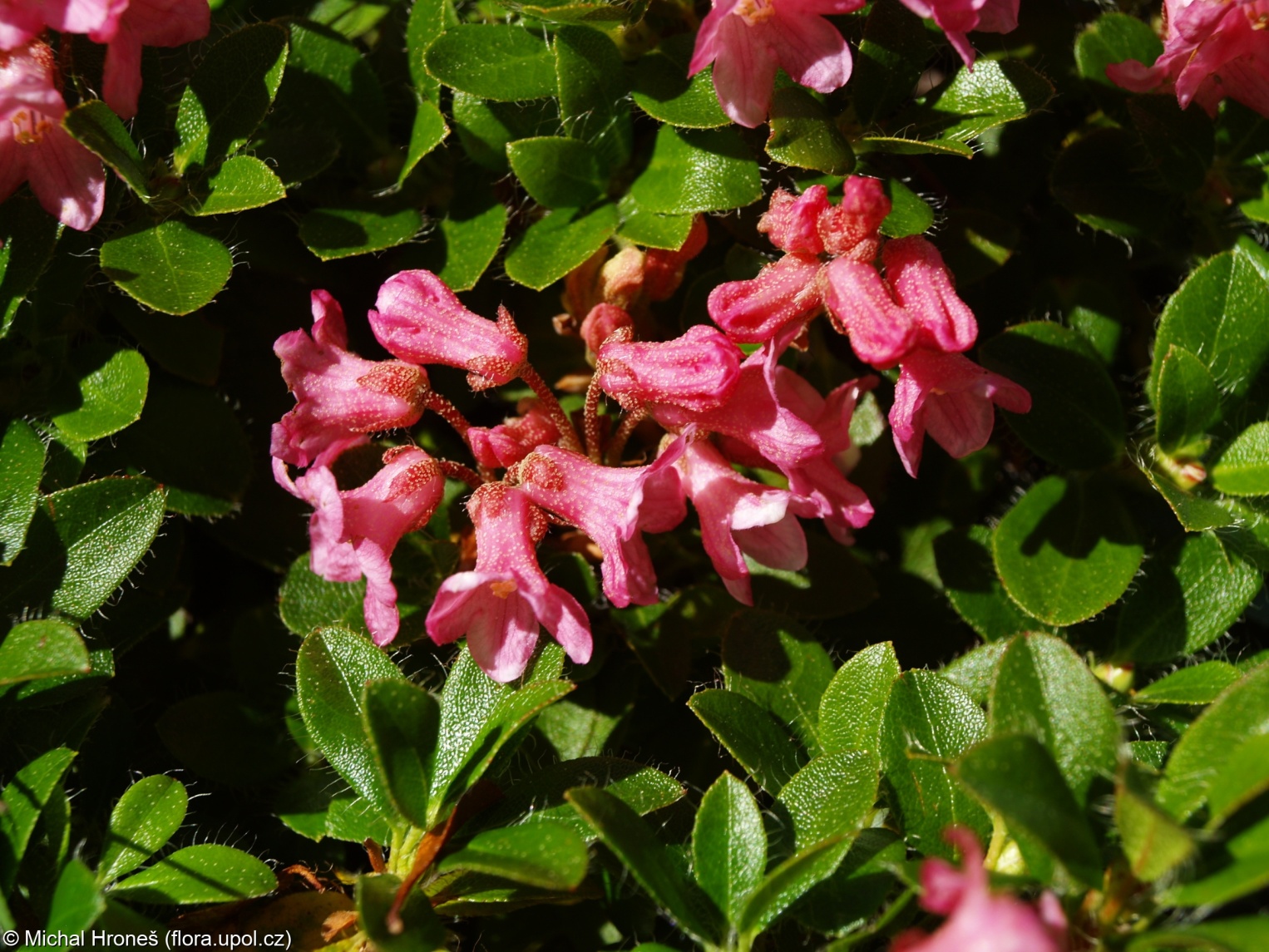 Rhododendron hirsutum – pěnišník chlupatý, rododendron chlupatý