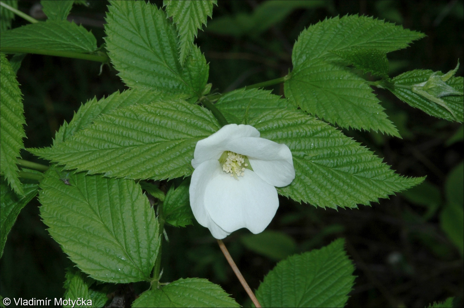 Rhodotypos scandens &ndash; růžovec bělokvětý