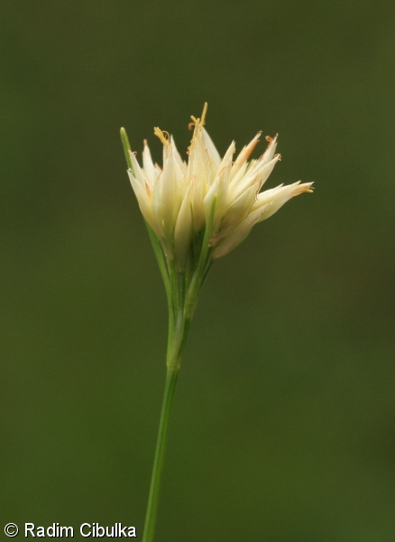 Rhynchospora alba – hrotnosemenka bílá
