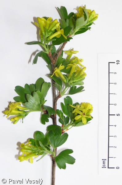 Ribes odoratum – meruzalka vonná