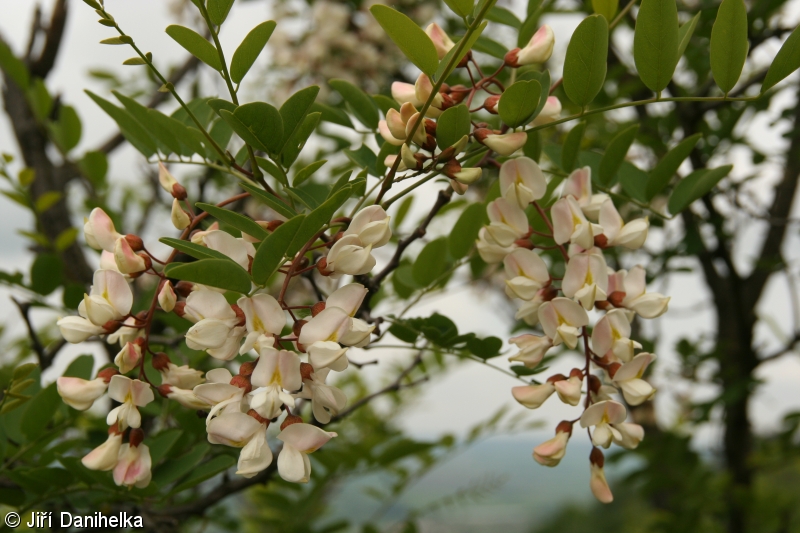 Robinia pseudoacacia – trnovník akát, akát