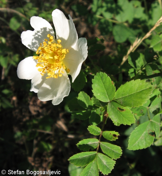 Rosa arvensis – růže rolní, růže plazivá