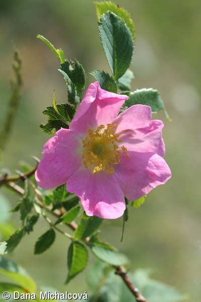 Rosa dumalis – růže podhorská