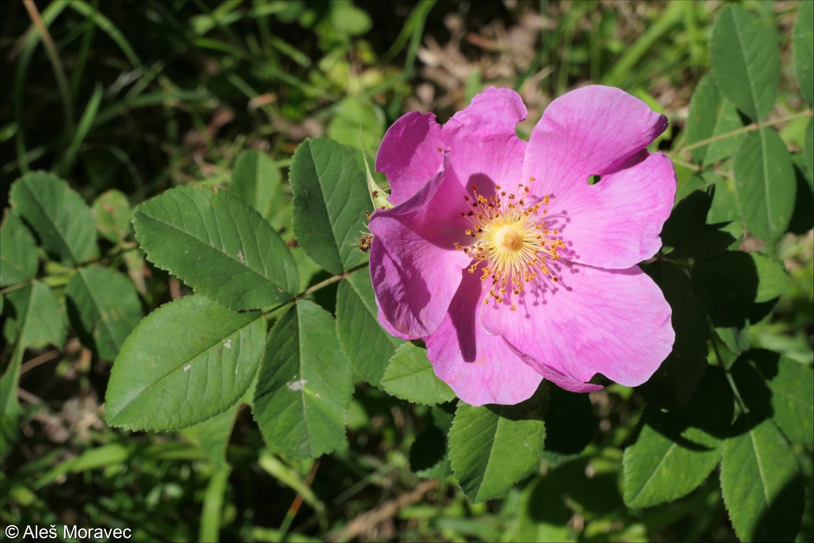 Rosa gallica – růže galská, růže keltská