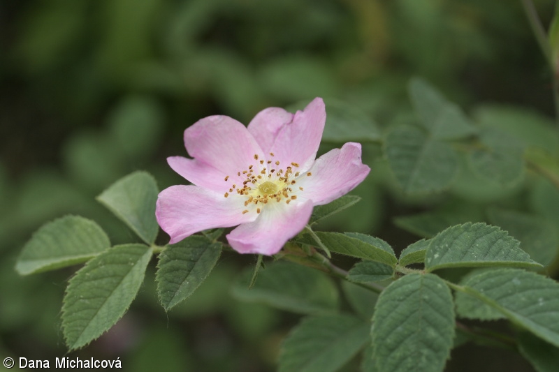 Rosa majalis – růže májová