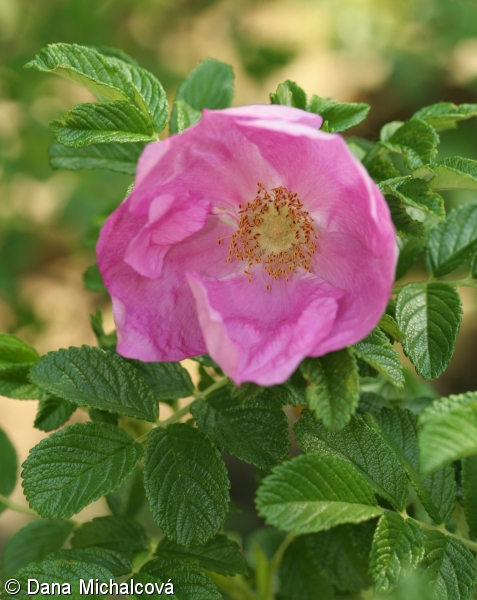 Rosa rugosa – růže svraskalá