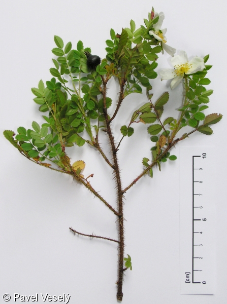 Rosa spinosissima – růže bedrníkolistá