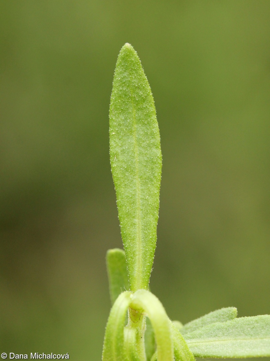 Rosmarinus officinalis – rozmarýn lékařský