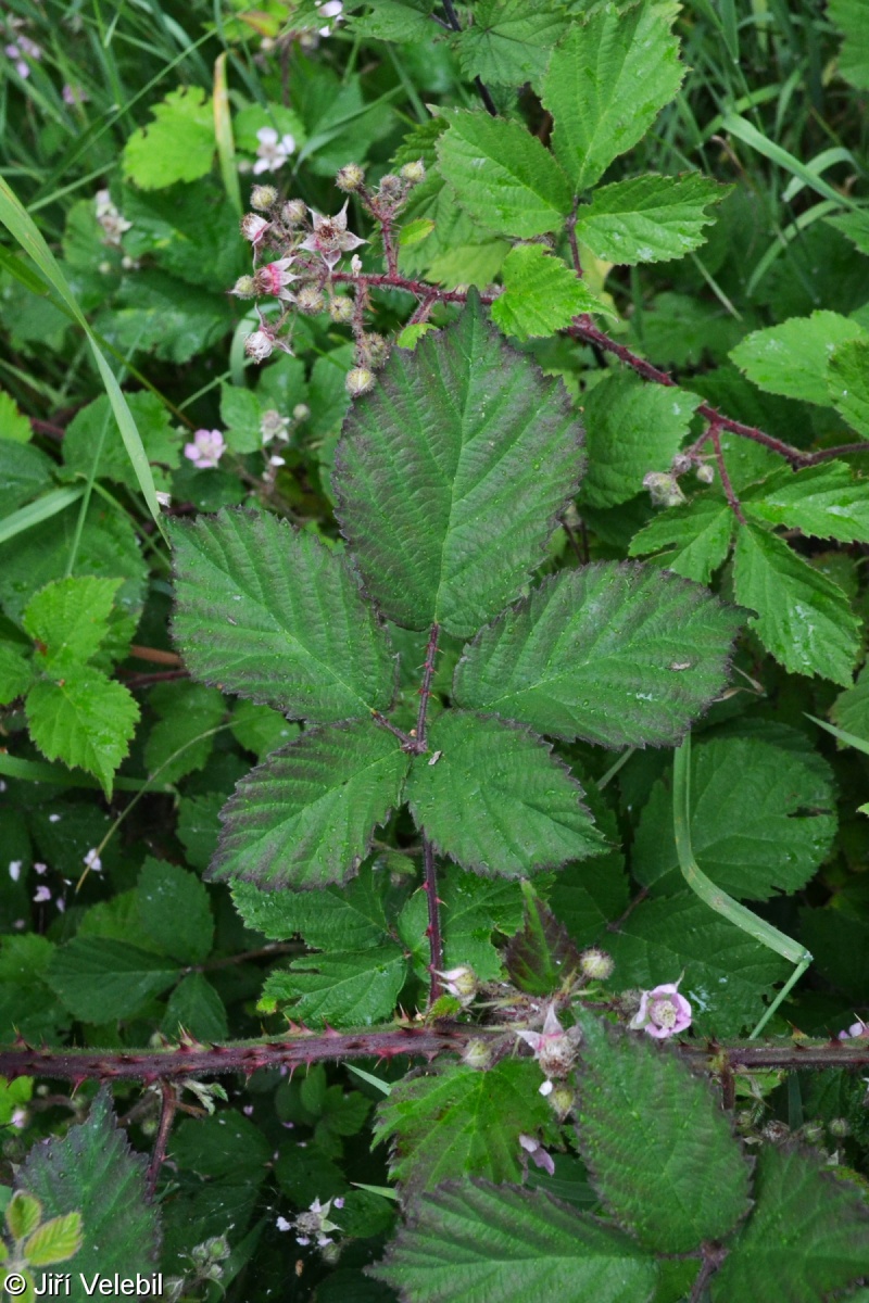 Rubus wirtgenii – ostružiník ozdobný