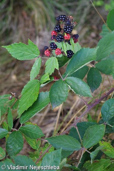 Rubus angustipaniculatus – ostružiník úzkolatý