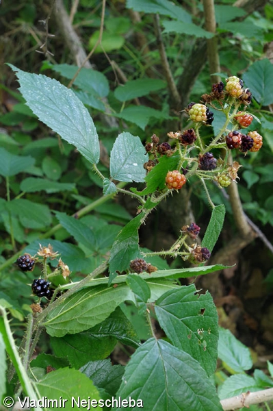 Rubus apricus – ostružiník lemový, ostružiník výslunný
