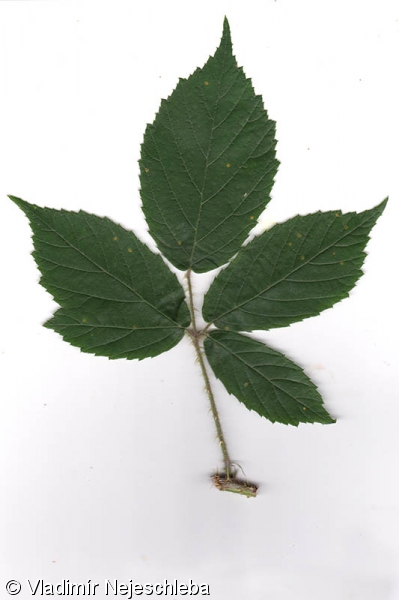 Rubus apricus – ostružiník lemový, ostružiník výslunný
