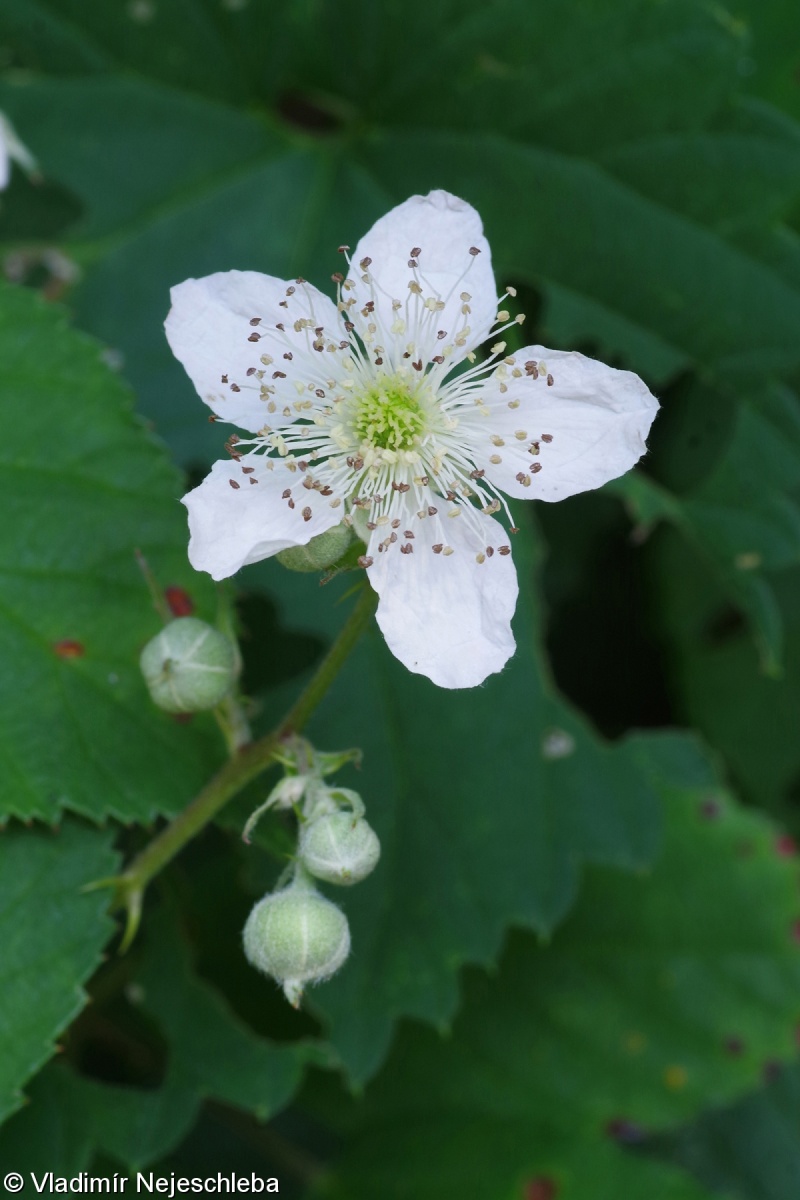 Rubus austromoravicus – ostružiník jihomoravský