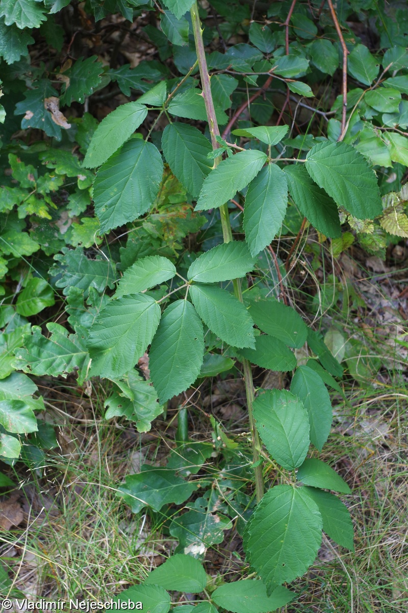 Rubus austroslovacus – ostružiník jihoslovenský