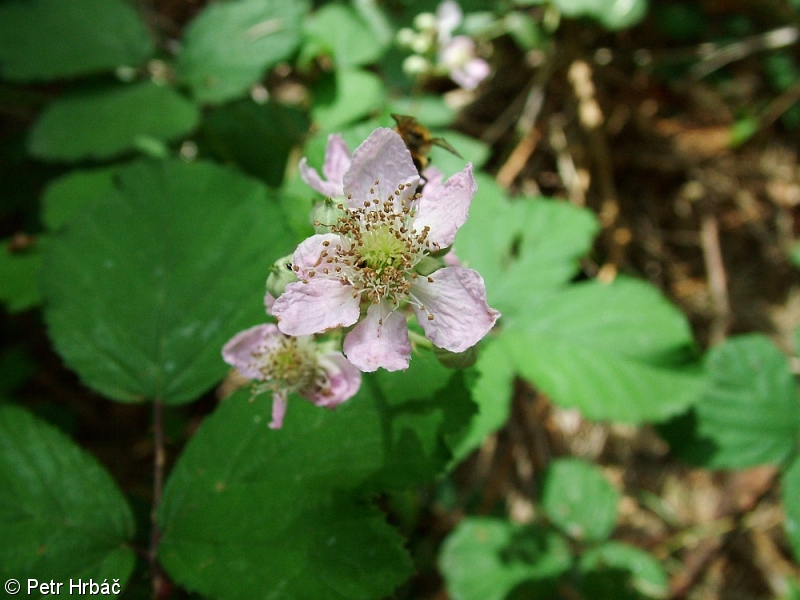 Rubus bifrons – ostružiník dvojbarevný