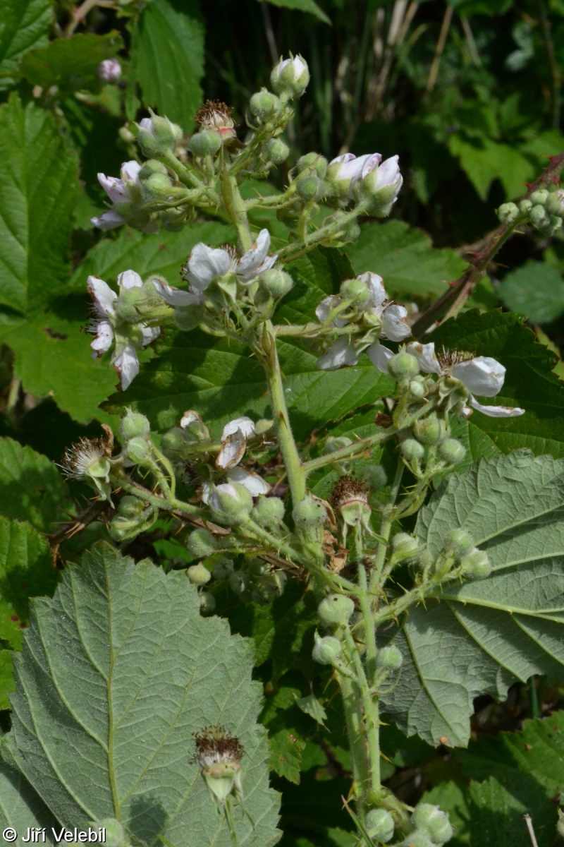 Rubus bohemiicola – ostružiník český
