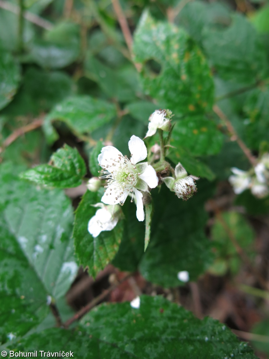 Rubus bohemopolonicus – ostružiník pohraniční