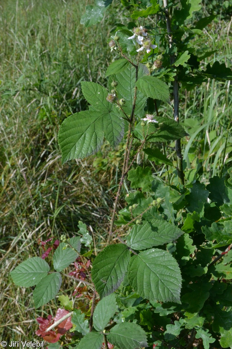 Rubus brdensis – ostružiník brdský