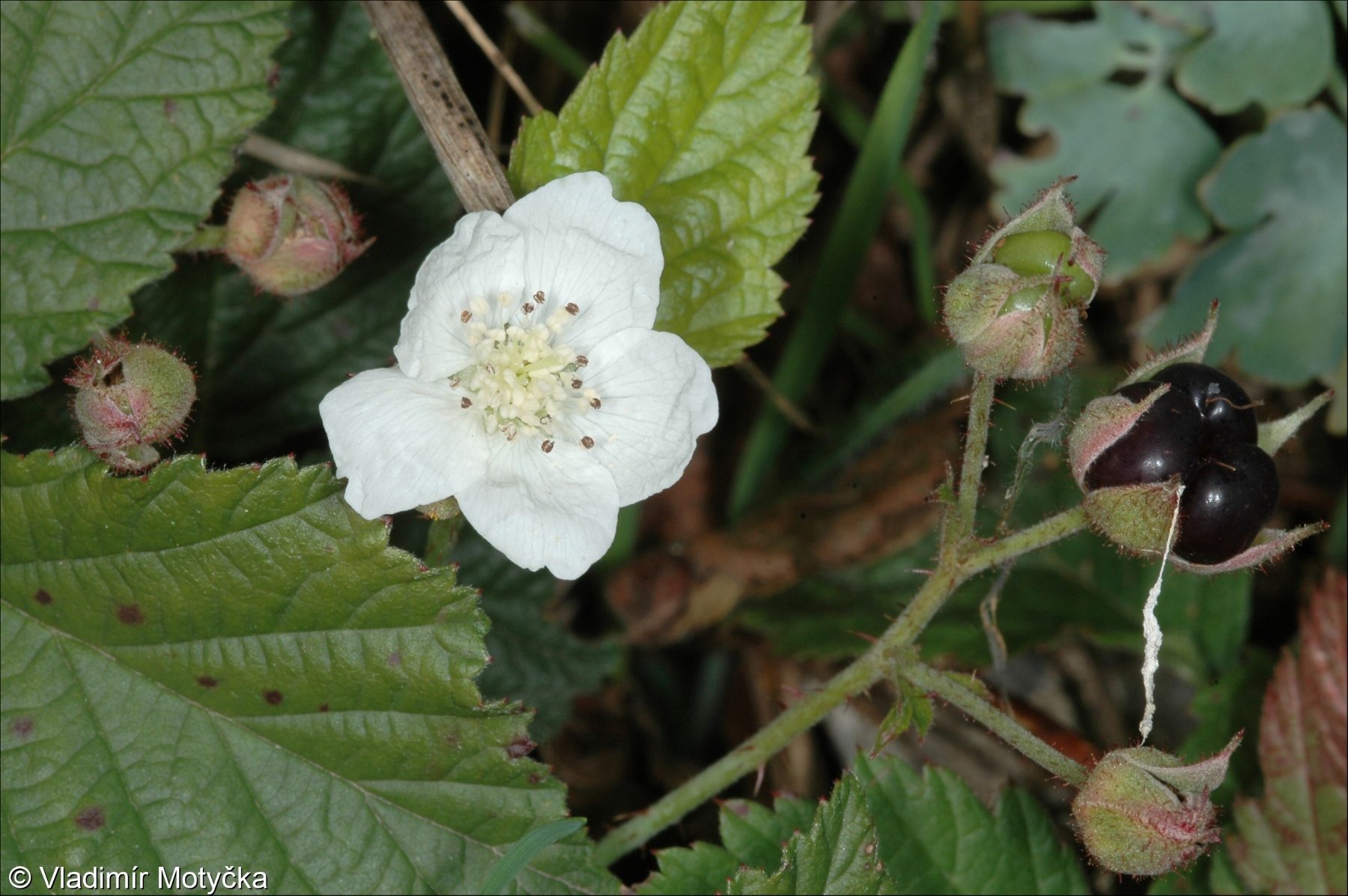 Rubus caesius &ndash; ostružiník ježiník, ostružiník sivý