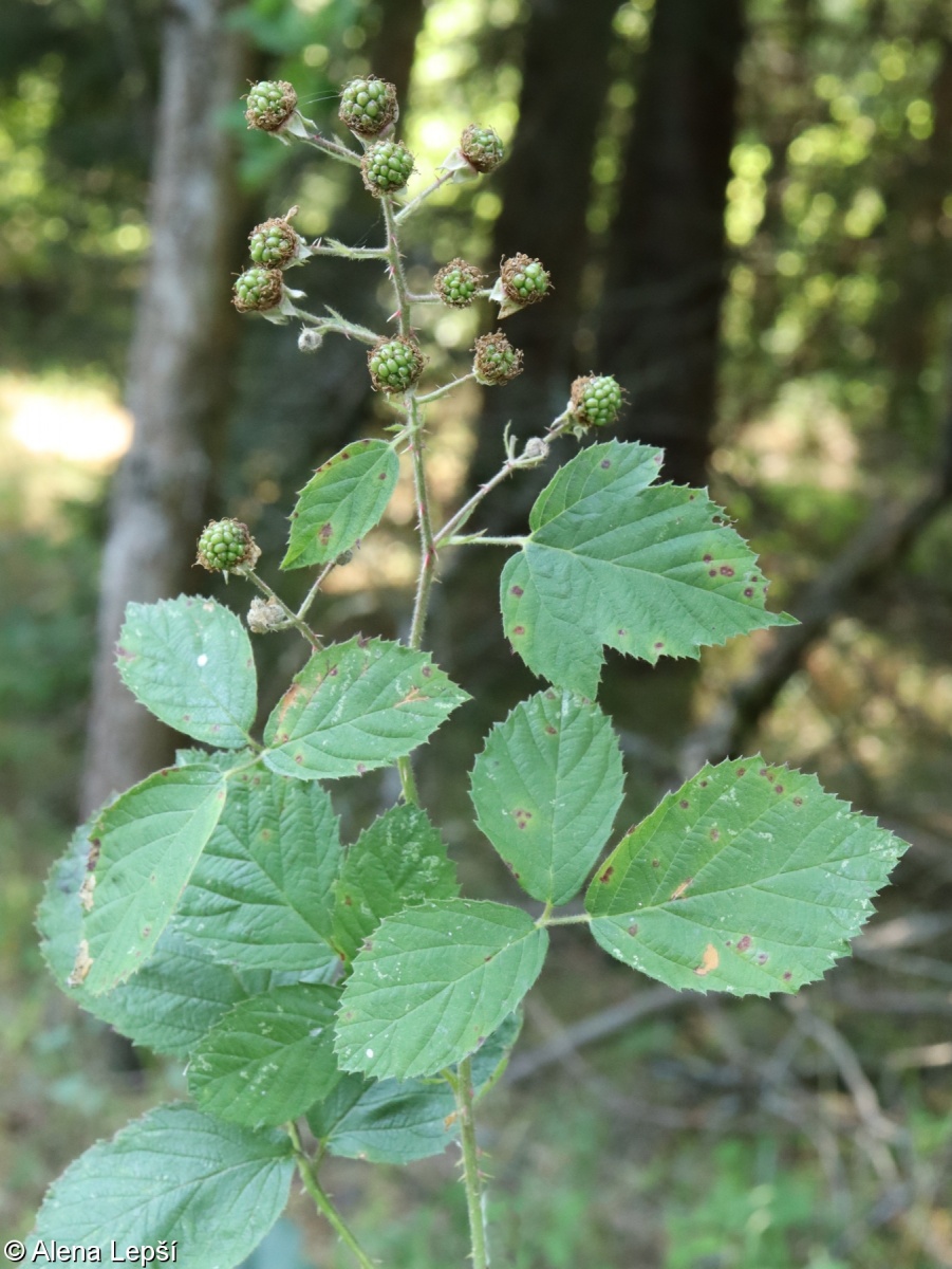 Rubus caflischii – ostružiník Caflischův