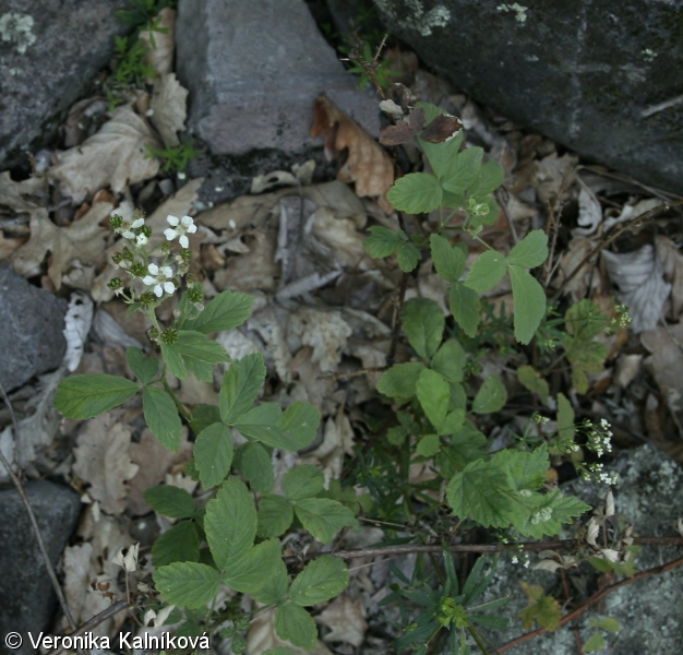 Rubus canescens – ostružiník šedavý