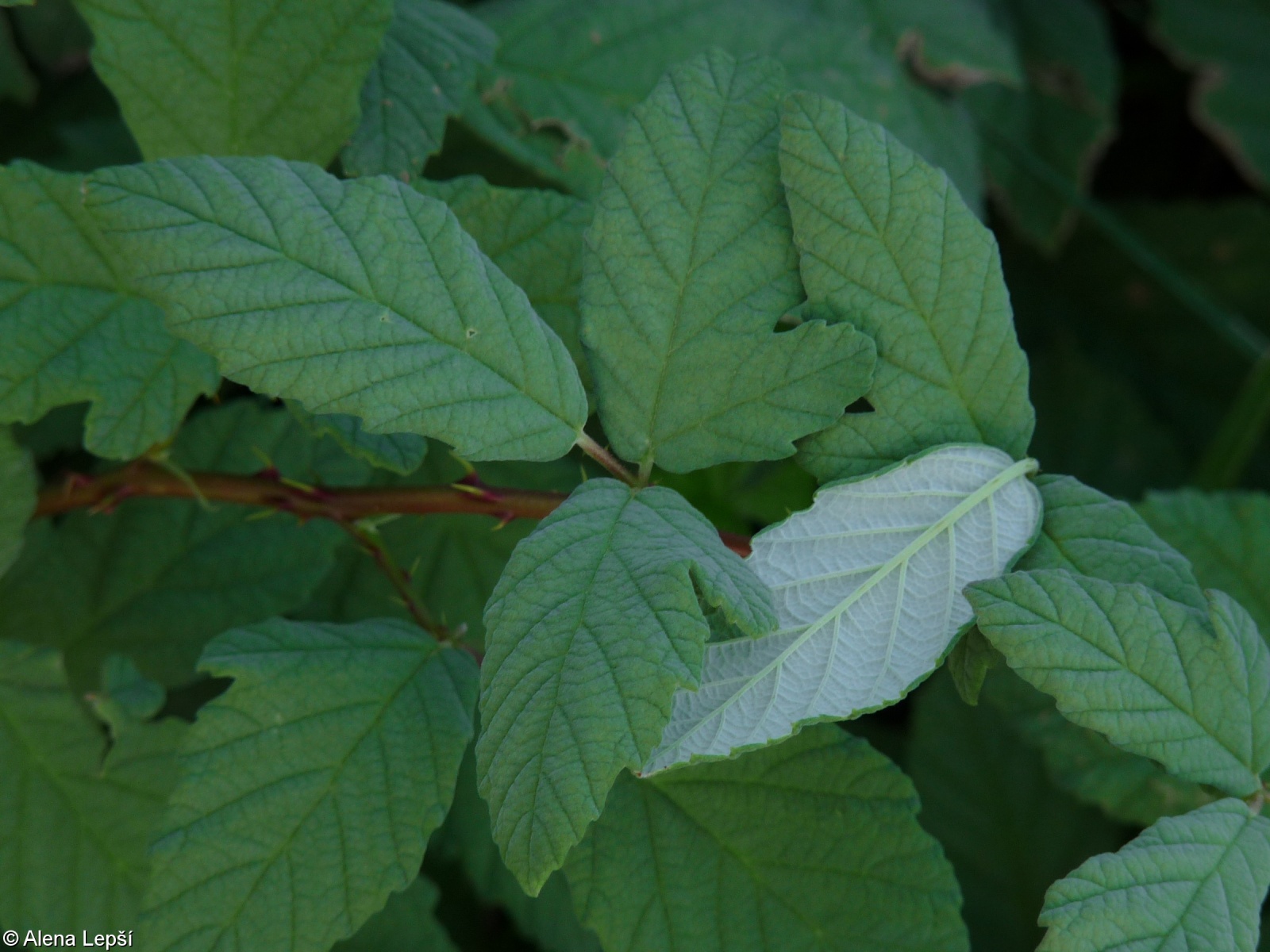 Rubus canescens – ostružiník šedavý